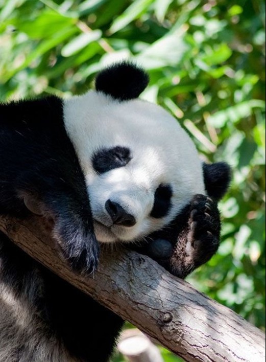 快瞧！動物如銷魂睡姿！