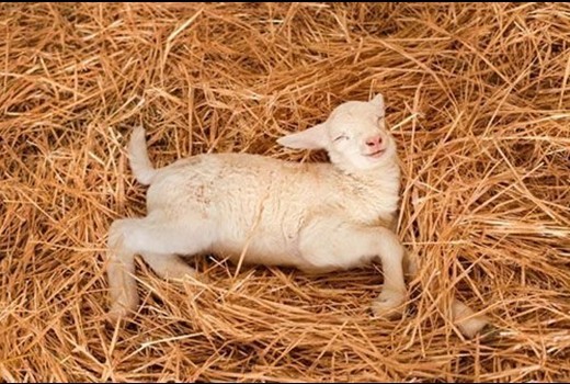 快瞧！動物如銷魂睡姿！