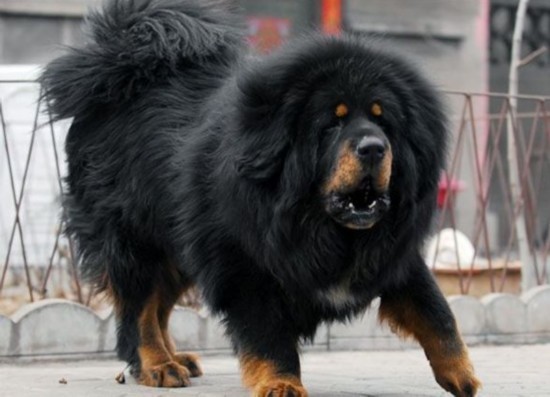 價(jià)值不菲！養(yǎng)不起的寵物