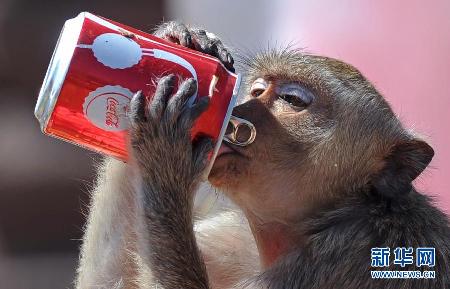 猴子的宴會(huì)