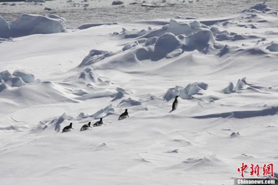 南極科考船“雪龍”號穿過密集浮冰區進入南極圈
