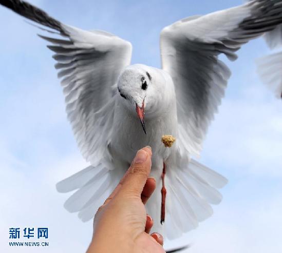 遷徙的鳥 飛行的姿態(tài)