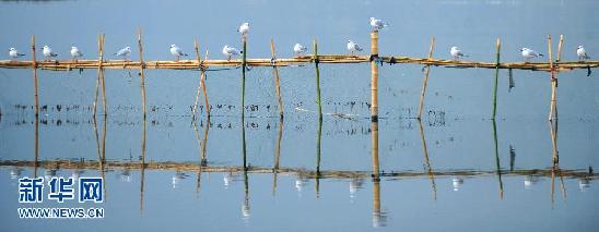 遷徙的鳥 飛行的姿態(tài)