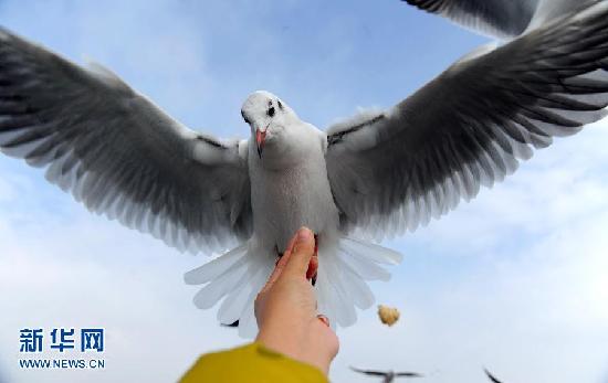 遷徙的鳥 飛行的姿態