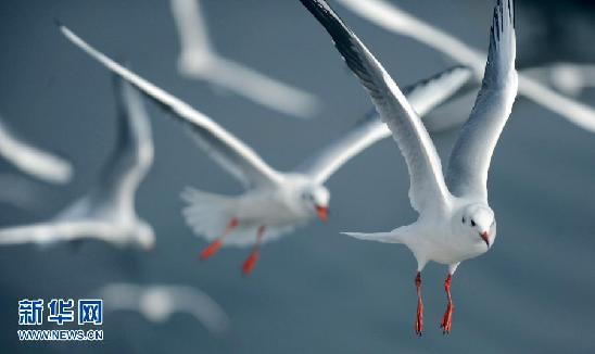 遷徙的鳥 飛行的姿態