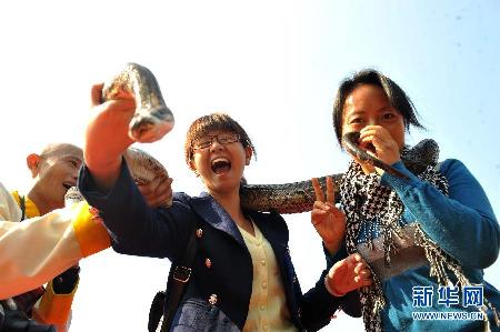 “亞洲蛇王”與蛇共舞