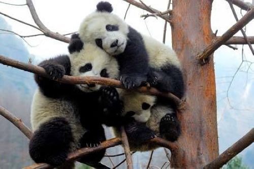 開心一笑！各種各樣的熊貓囧照