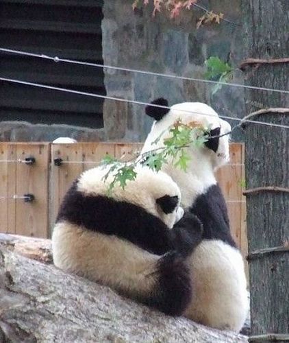 開心一笑！各種各樣的熊貓囧照