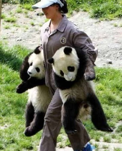 開心一笑！各種各樣的熊貓囧照