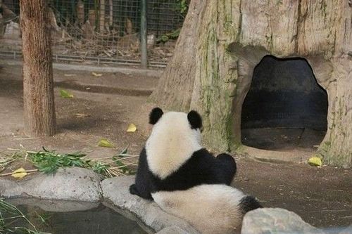 開心一笑！各種各樣的熊貓囧照