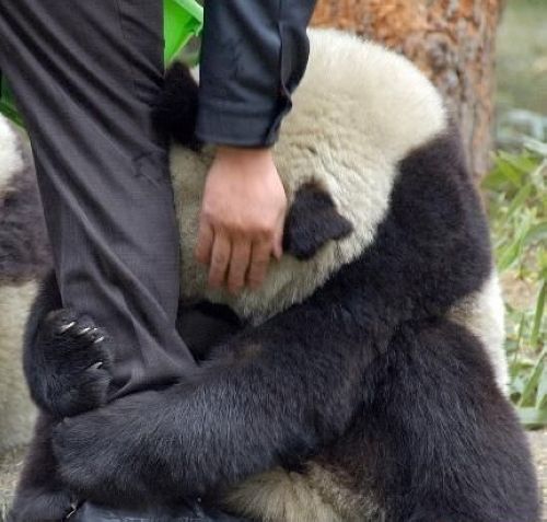 開心一笑！各種各樣的熊貓囧照