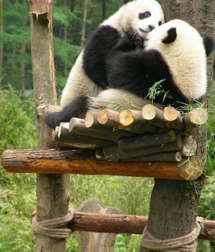 開心一笑！各種各樣的熊貓囧照