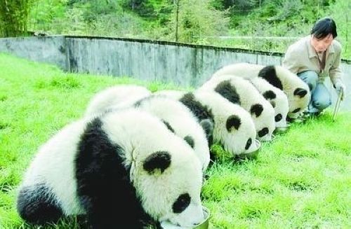 開心一笑！各種各樣的熊貓囧照