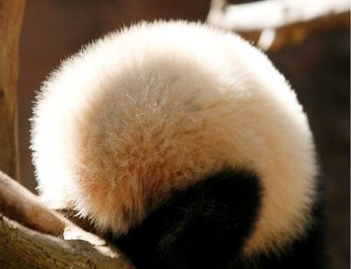 開心一笑！各種各樣的熊貓囧照