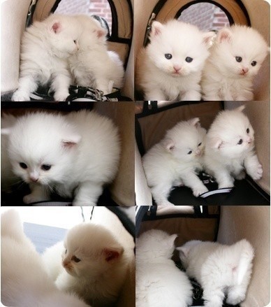 萌貓盤點(diǎn) 觸動(dòng)你的心