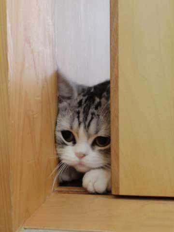 萌貓盤點 觸動你的心