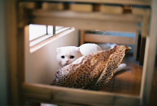 萌貓盤點(diǎn) 觸動(dòng)你的心