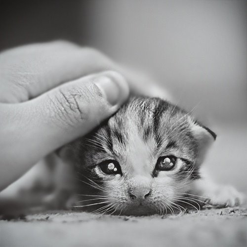 萌貓盤(pán)點(diǎn) 觸動(dòng)你的心