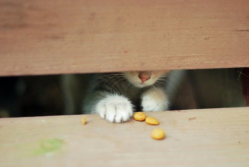 萌貓盤點 觸動你的心