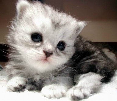 萌貓盤點 觸動你的心