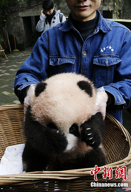 重慶大熊貓幼仔滿100天首次亮相“賣萌”(組圖)