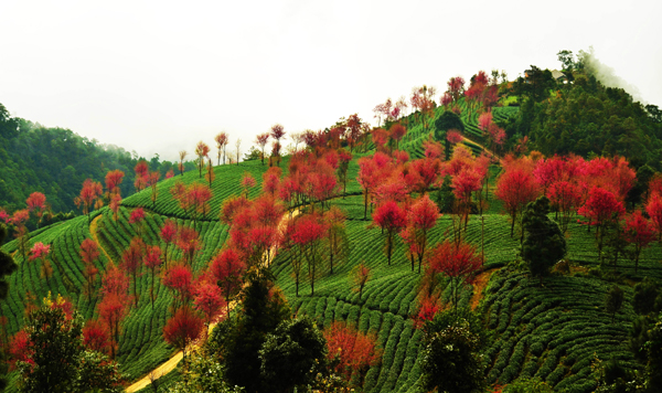 南澗無(wú)量山：冬日櫻花迷人眼