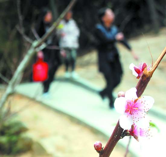 汕頭巨峰寺迎來最早桃花盛會