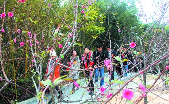 汕頭巨峰寺迎來最早桃花盛會