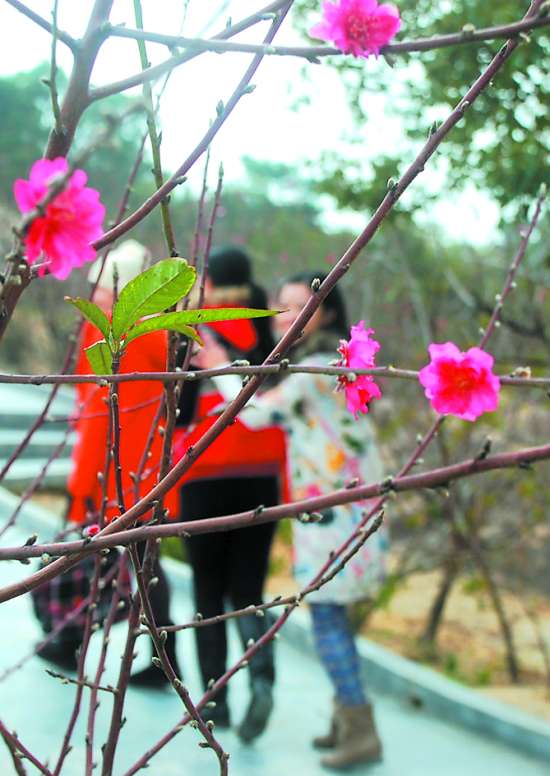 汕頭巨峰寺迎來最早桃花盛會