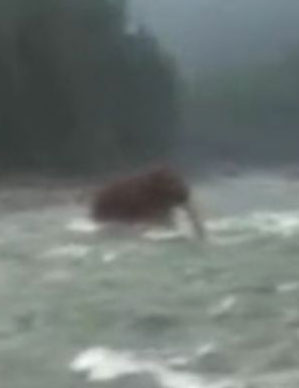 視頻曝俄遠東驚現(xiàn)史前動物 猛犸象復(fù)活?(圖)