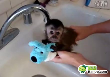 能買猴子當寵物 人類已經無法阻止網購了