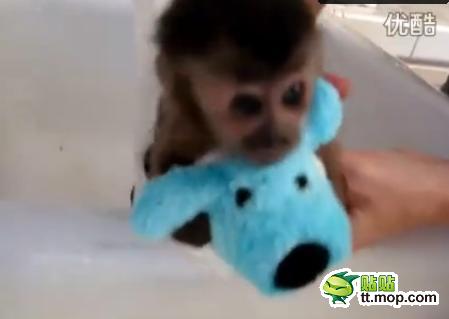 能買猴子當寵物 人類已經無法阻止網購了