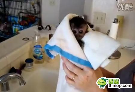 能買猴子當寵物 人類已經無法阻止網購了