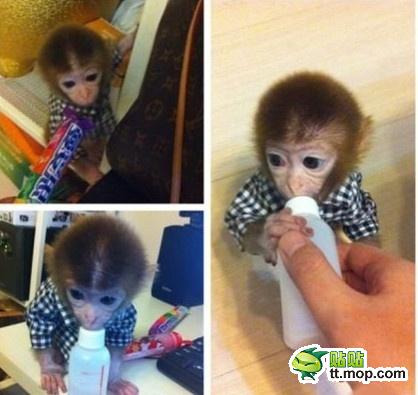 能買猴子當(dāng)寵物 人類已經(jīng)無法阻止網(wǎng)購了