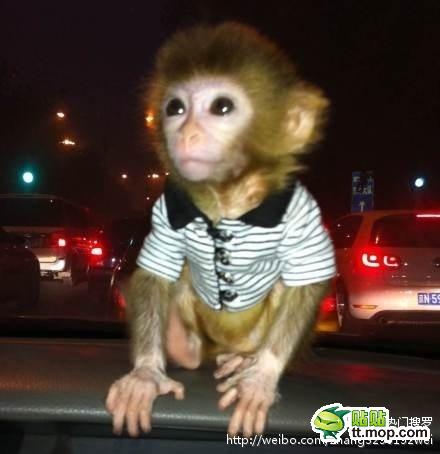 能買(mǎi)猴子當(dāng)寵物 人類(lèi)已經(jīng)無(wú)法阻止網(wǎng)購(gòu)了