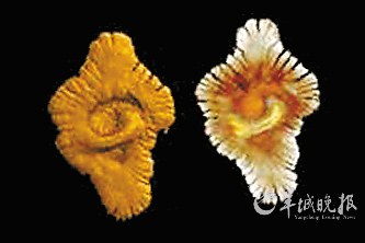 盤點動物糞便6大妙用:抹香鯨糞便可做香水