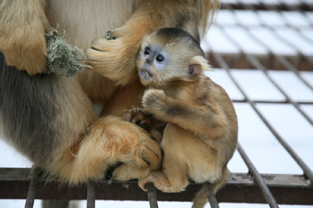 神農架開展金絲猴保育生物學 研究破解瀕危難題