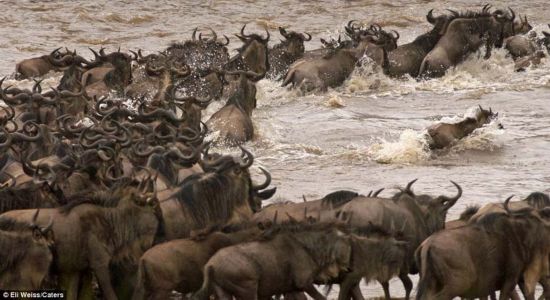 角馬身手敏捷逃脫鱷魚之口