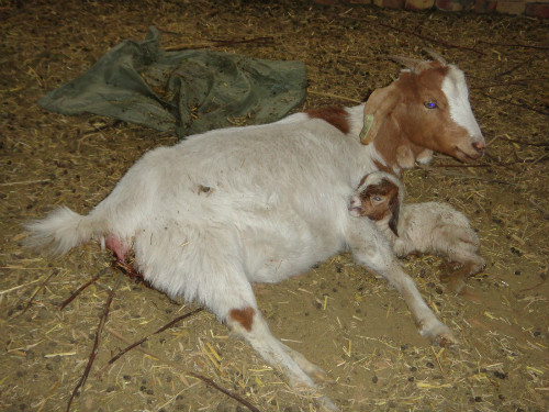 新疆兵團(tuán)農(nóng)三師紅旗農(nóng)場(chǎng)波爾山羊引種成功