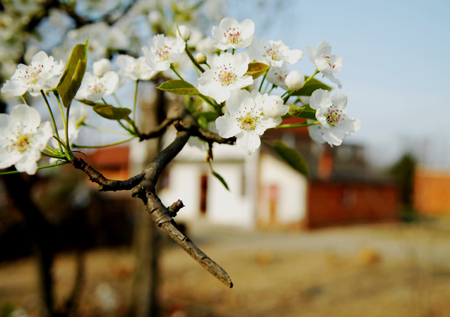 河南商城縣：鄉村美景如畫來 （組圖）