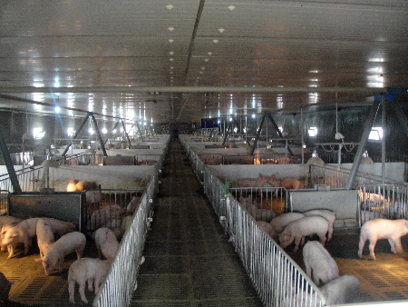 河南“雙匯”嚴控產業鏈源頭“安全”（圖）