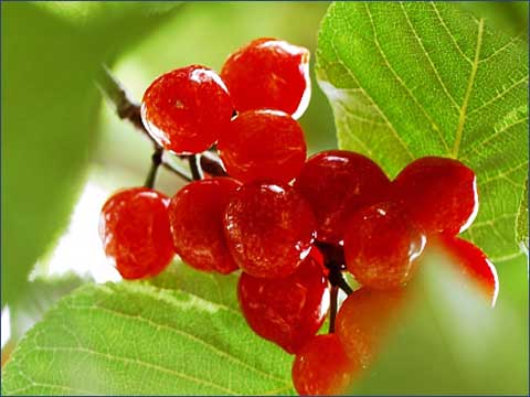 谷雨節氣飲食養生推薦(組圖)