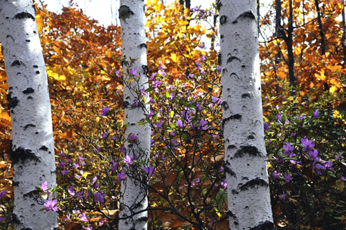 2012中國黑河·錦河大峽谷杜鵑文化節即將開幕