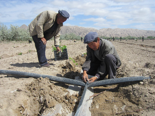 紅旗農場千畝葡萄用上節水設備結束無節水灌溉歷史