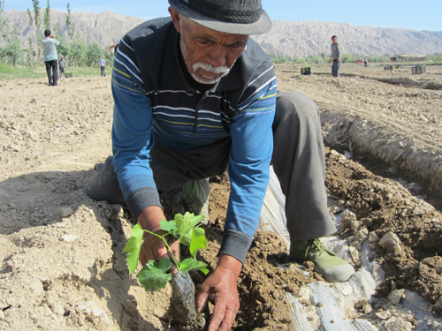 農三師紅旗農場少數民族老黨員助力農業生產