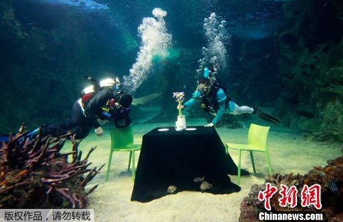 悉尼水族館潛水員水下同飲“下午茶”