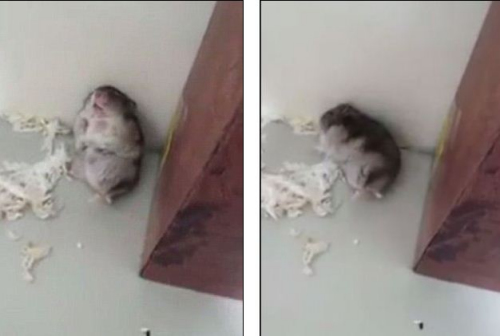 倉(cāng)鼠模仿被主人開(kāi)槍打死 網(wǎng)友戲稱“影帝”