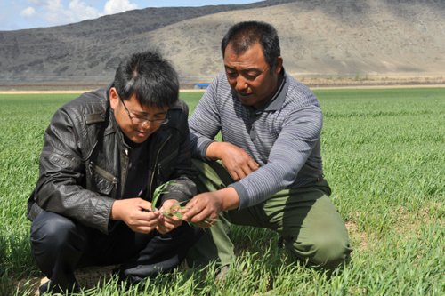 青河縣小麥苗齊苗壯，長勢喜人