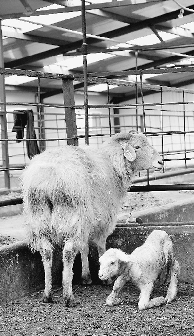 世界首例手工克隆綿羊“鵬鵬”帶來(lái)了什么？(圖)