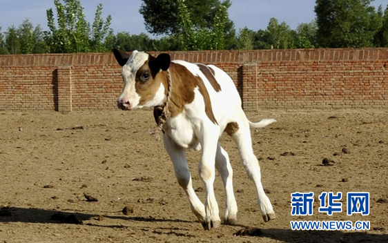 世界首例轉(zhuǎn)基因